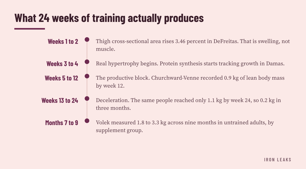 Five-stage timeline running from week one to month nine, showing early swelling, the start of real growth around week three, a productive block through week twelve, then a sharp slowdown through week twenty-four.